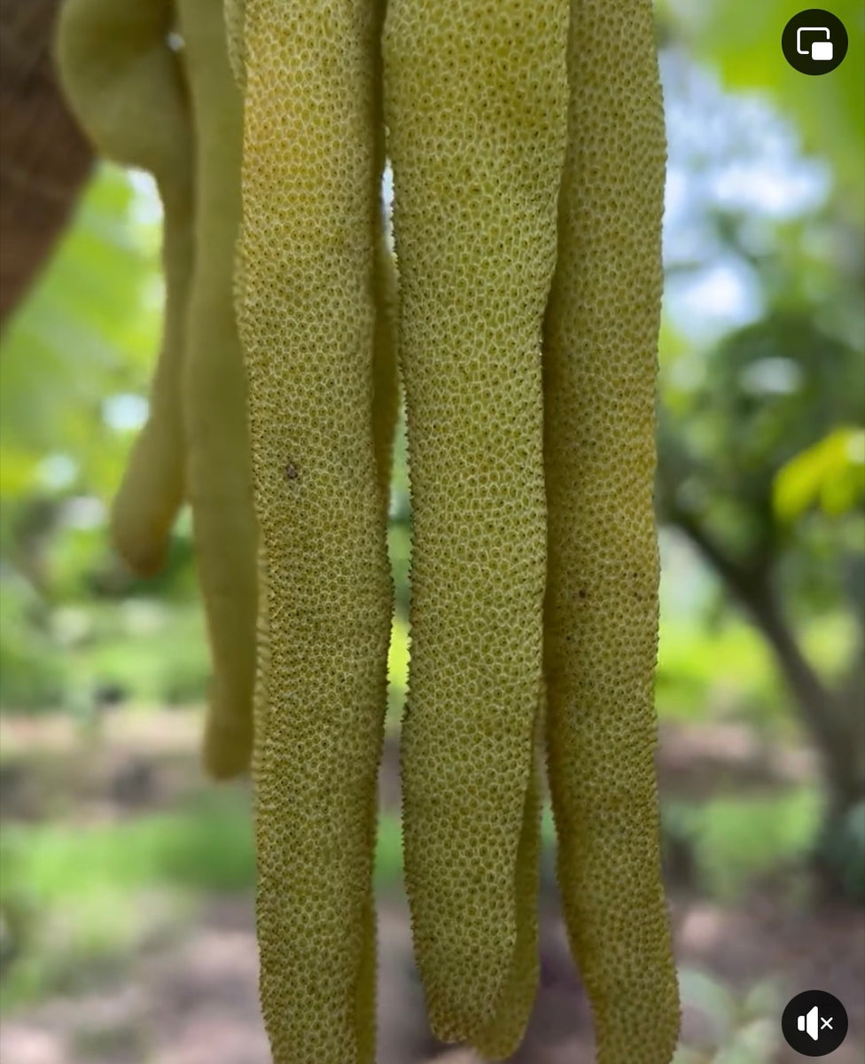 Cecropia Tree (Airlayer) 7 Gallon Pot Lara Farms Miami