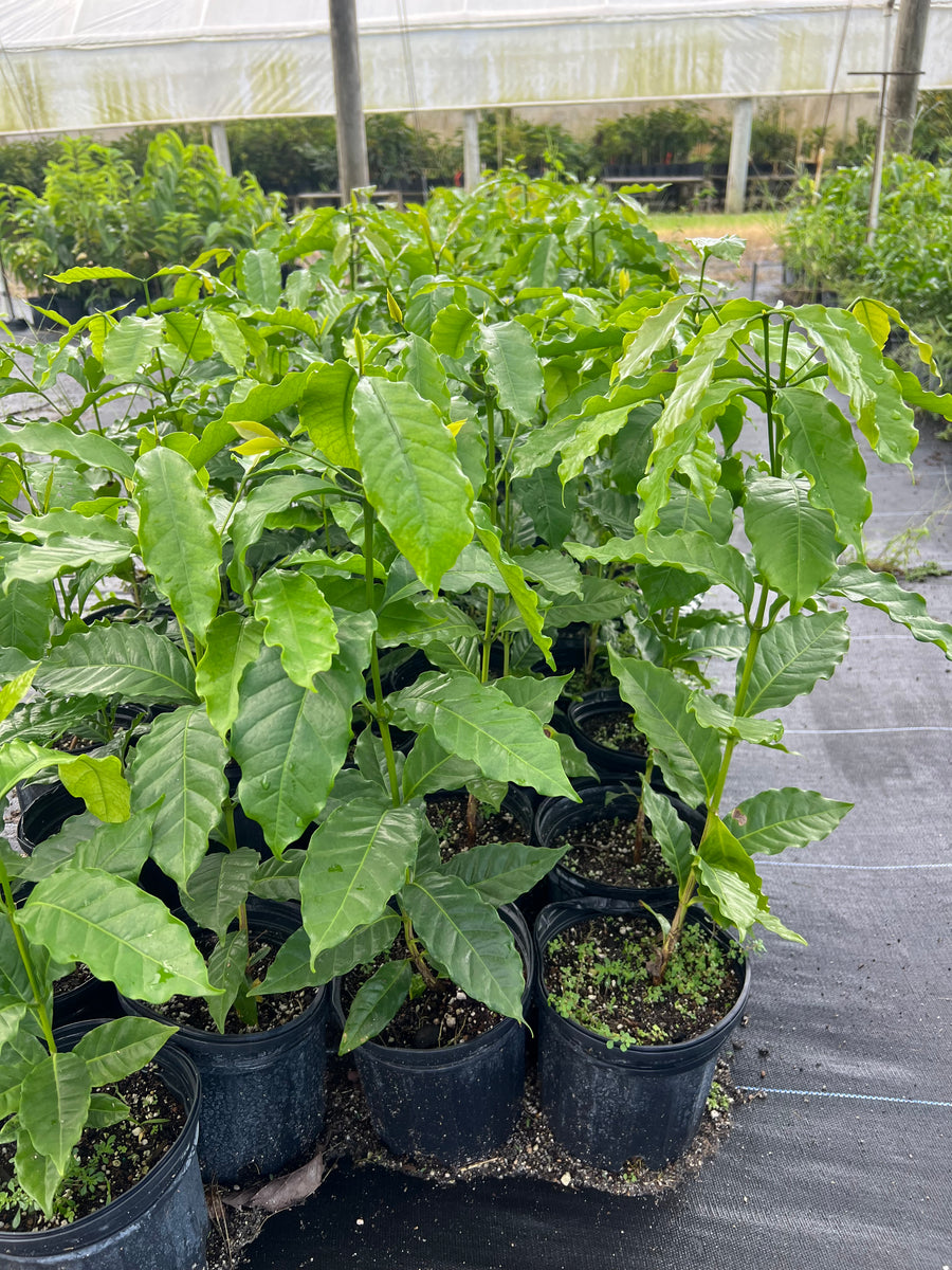 Coffee Tree Seedling (Coffea arabica) 1 Gallon Pot Lara Farms Miami