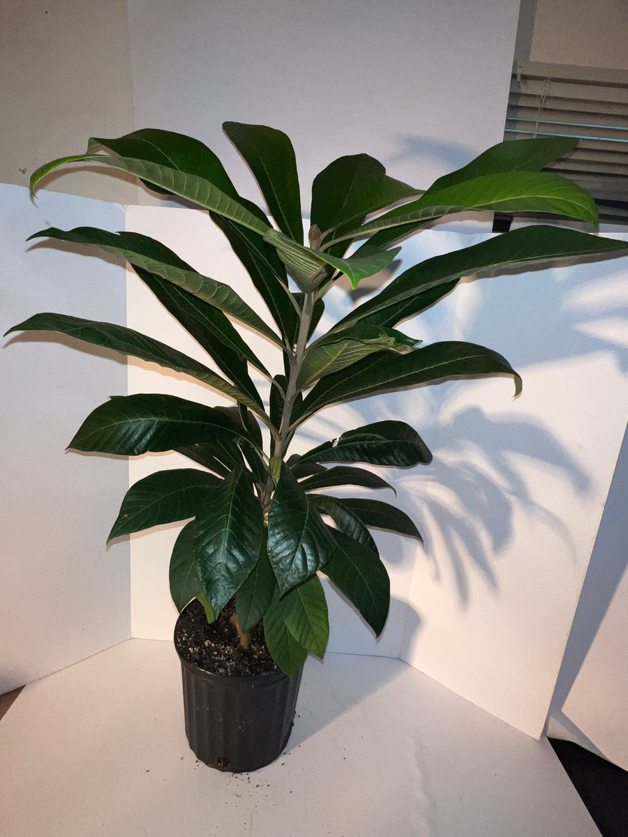 Grafted Mamey Sapote Tree 3 Gallon Pot Lara Farms Miami