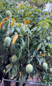 PRE-ORDER Glenn Mango Fruit Box 5 lbs (For June-July) (Unfortunately Mango fruit is on California's do not ship from Florida list)