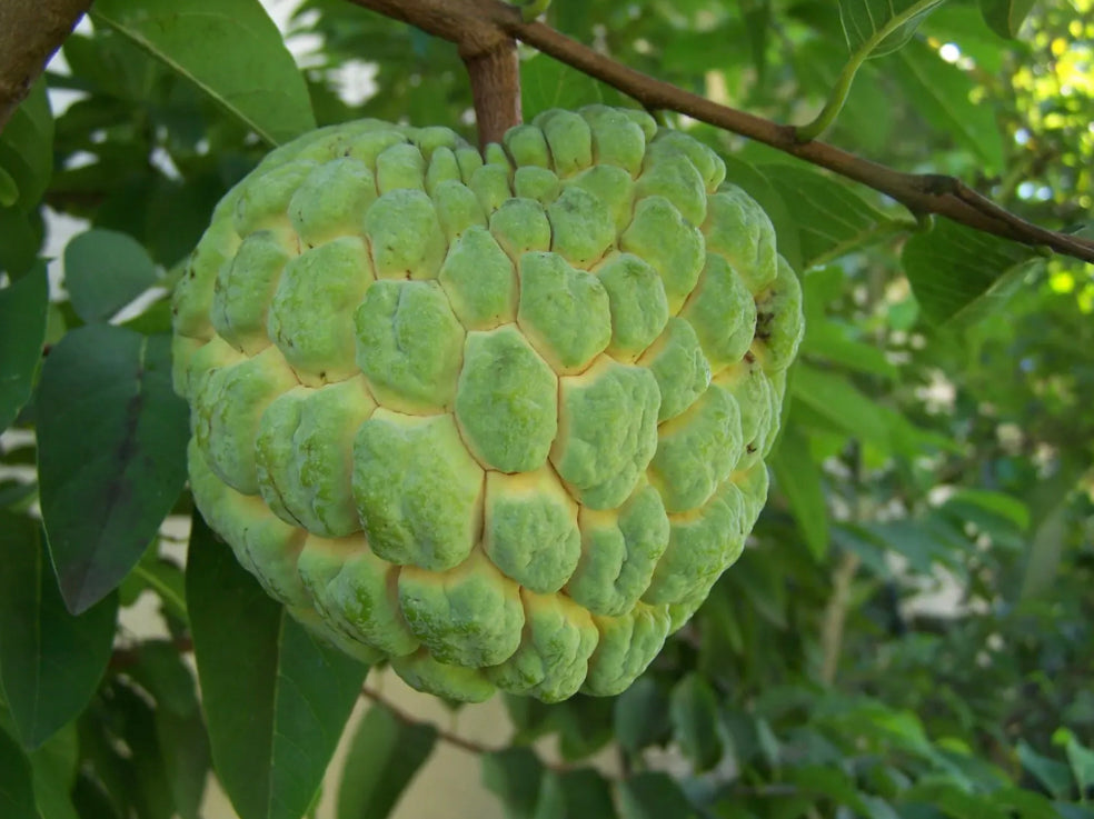 Sugar apple (Seedling) Tree 3 Gallon Pot Lara Farms Miami