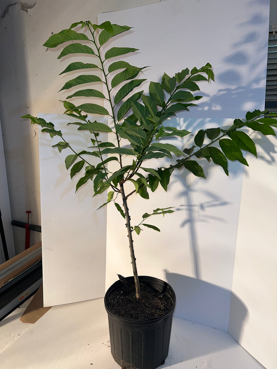 Sugar apple (Seedling) Tree 3 Gallon Pot Lara Farms Miami