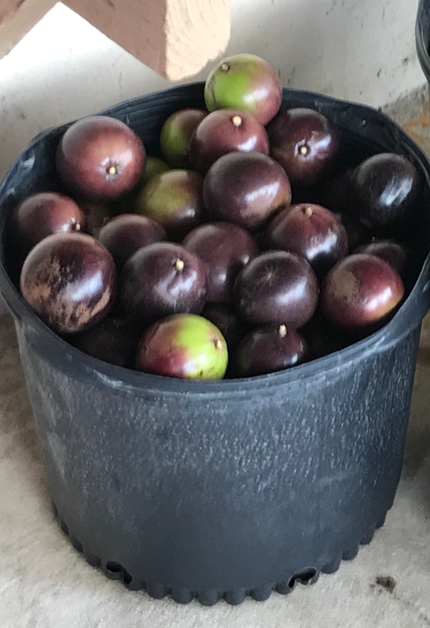Caimito Fruit ala Star Apple 5 lbs BOX (Unfortunately Star Apple Fruit is on California's do not ship from Florida list)