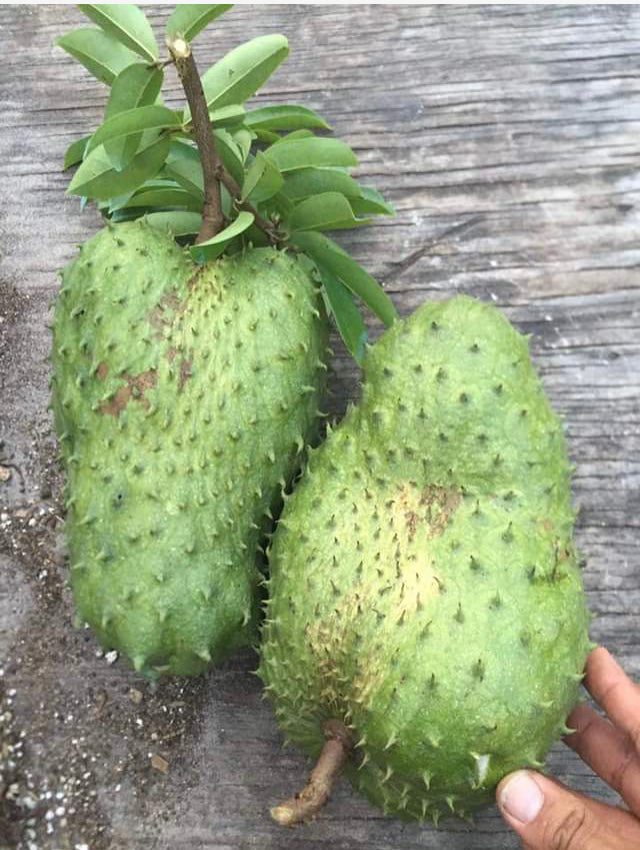Grafted Guanabana aka Soursop Tree 3 Gallon Pot Lara Farms Miami