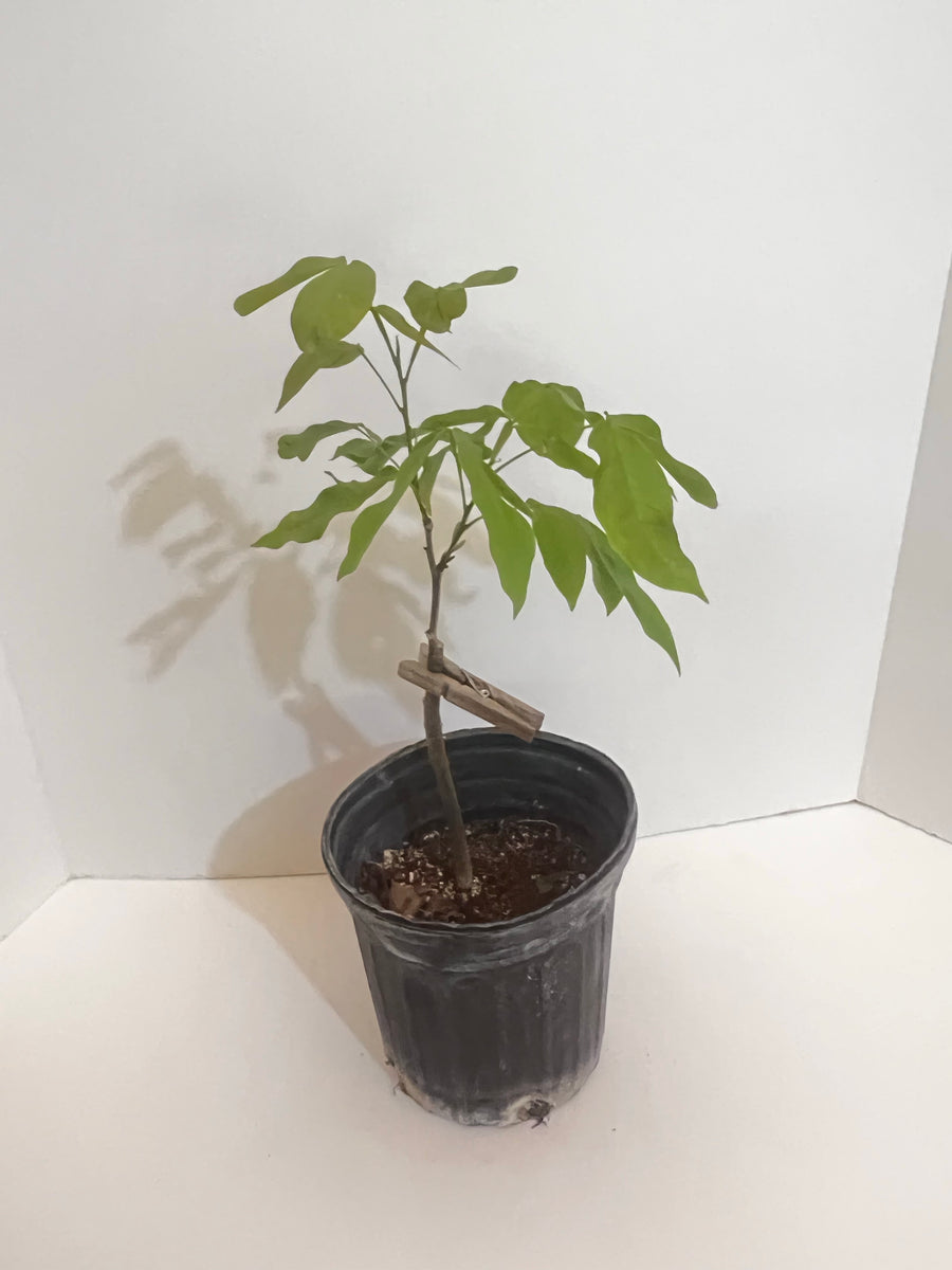 Grafted Spanish Lime aka Mamoncillo 1 Gallon Tree Montgomery cv. (Herm