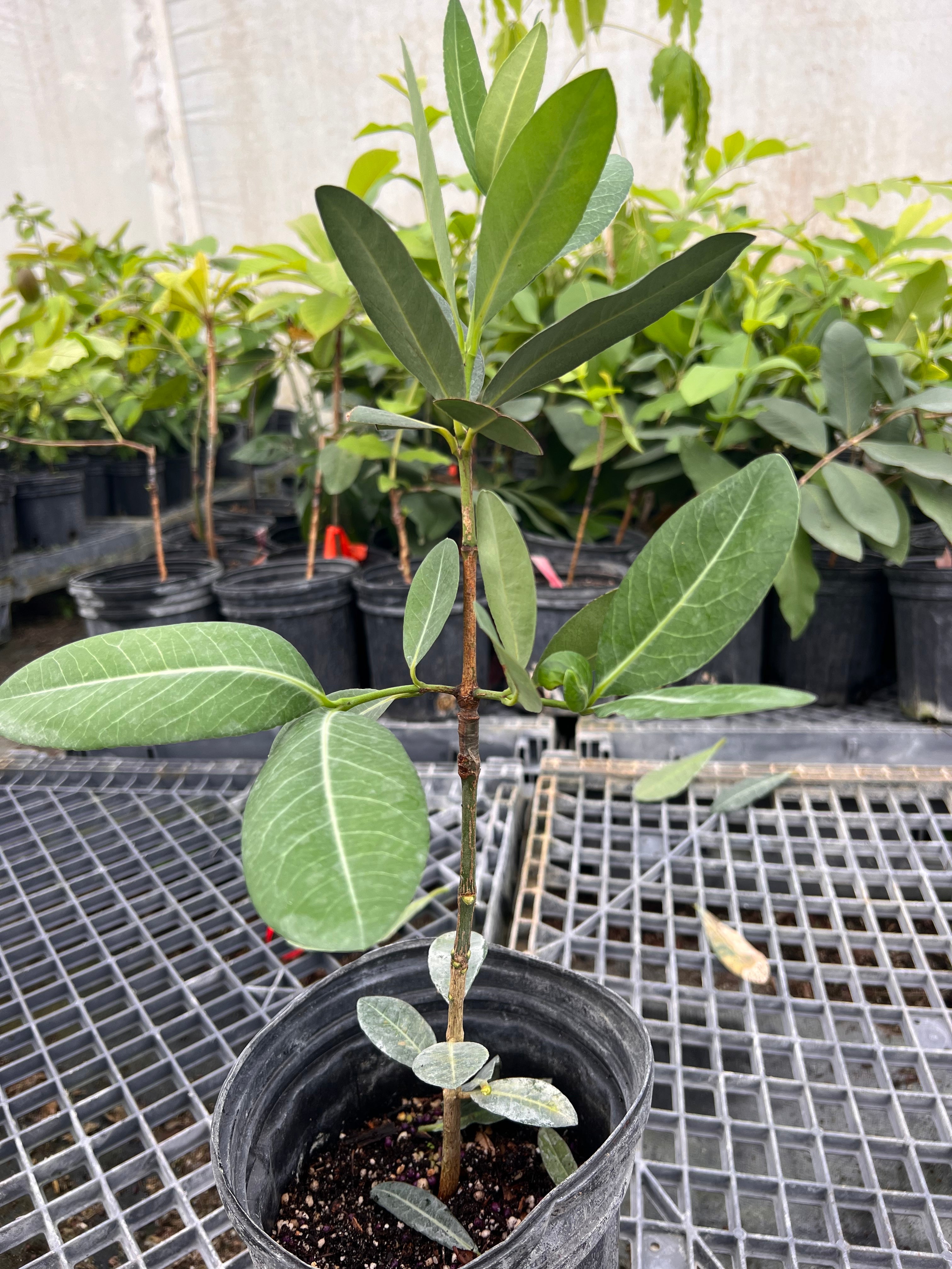 Grafted Imbee Tree 1G Pot