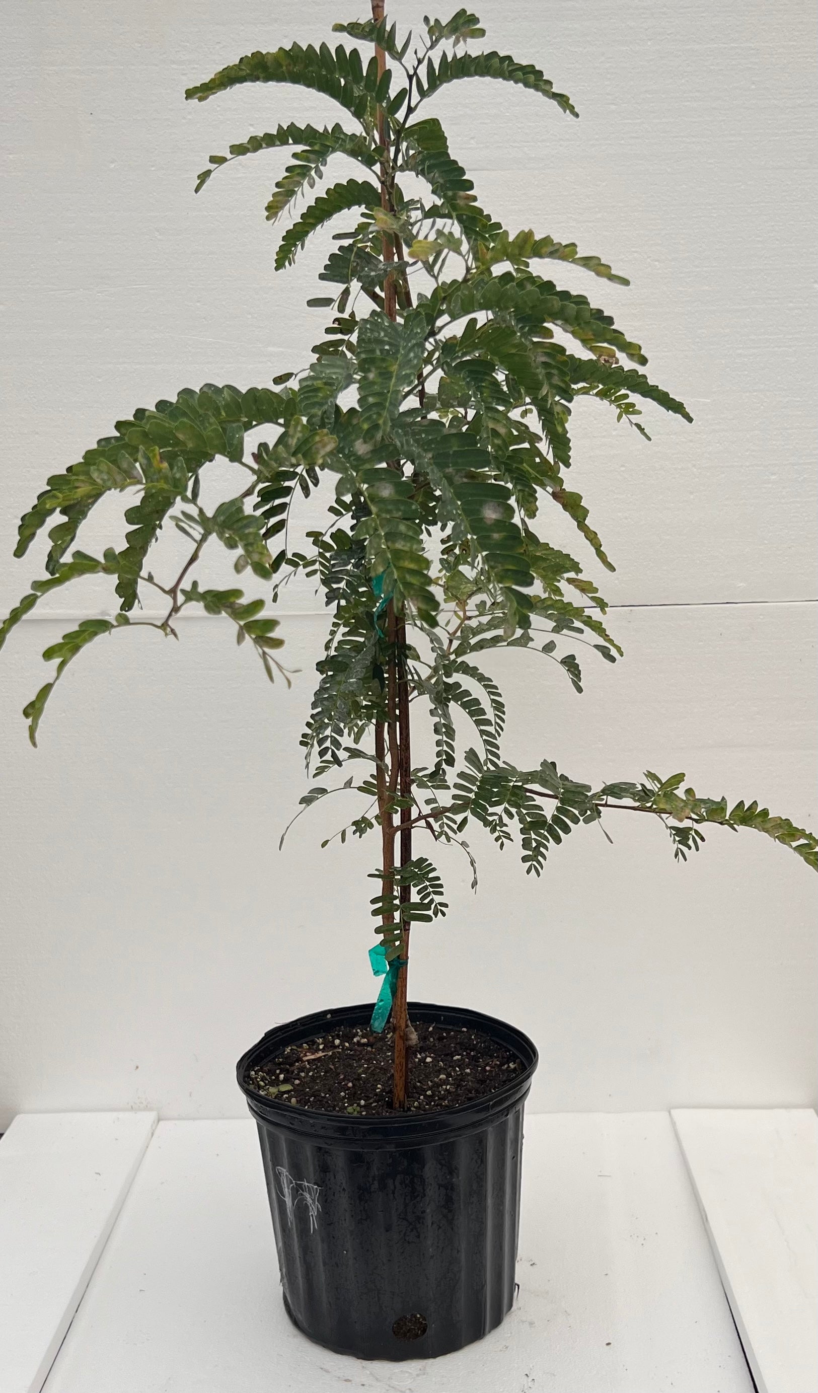 tamarind plant in pot Grafted Thai Sweet Tamarind 3 Gallon Pot
