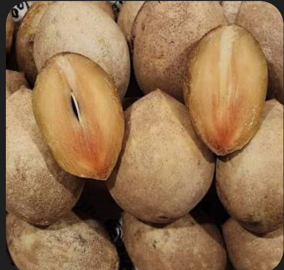 Grafted Sapodilla aka Nispero 3 Gallon Pot