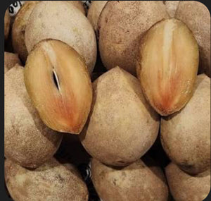 Grafted Sapodilla aka Nispero 3 Gallon Pot