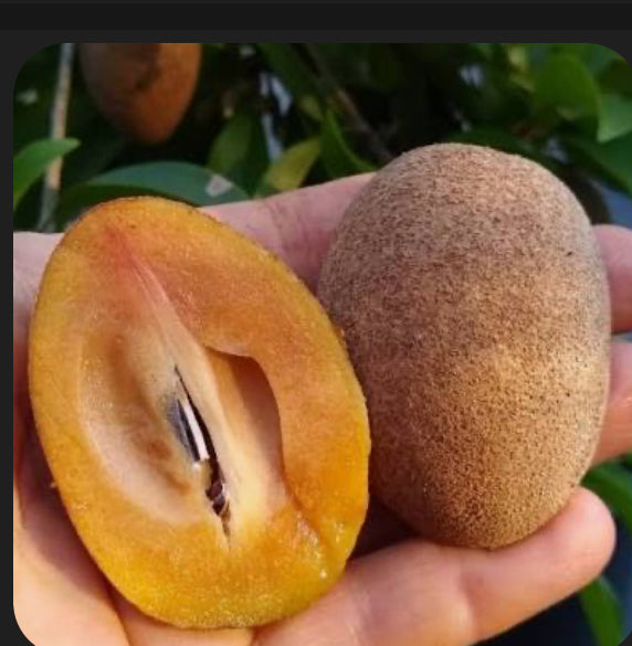 Grafted Sapodilla aka Nispero 3 Gallon Pot
