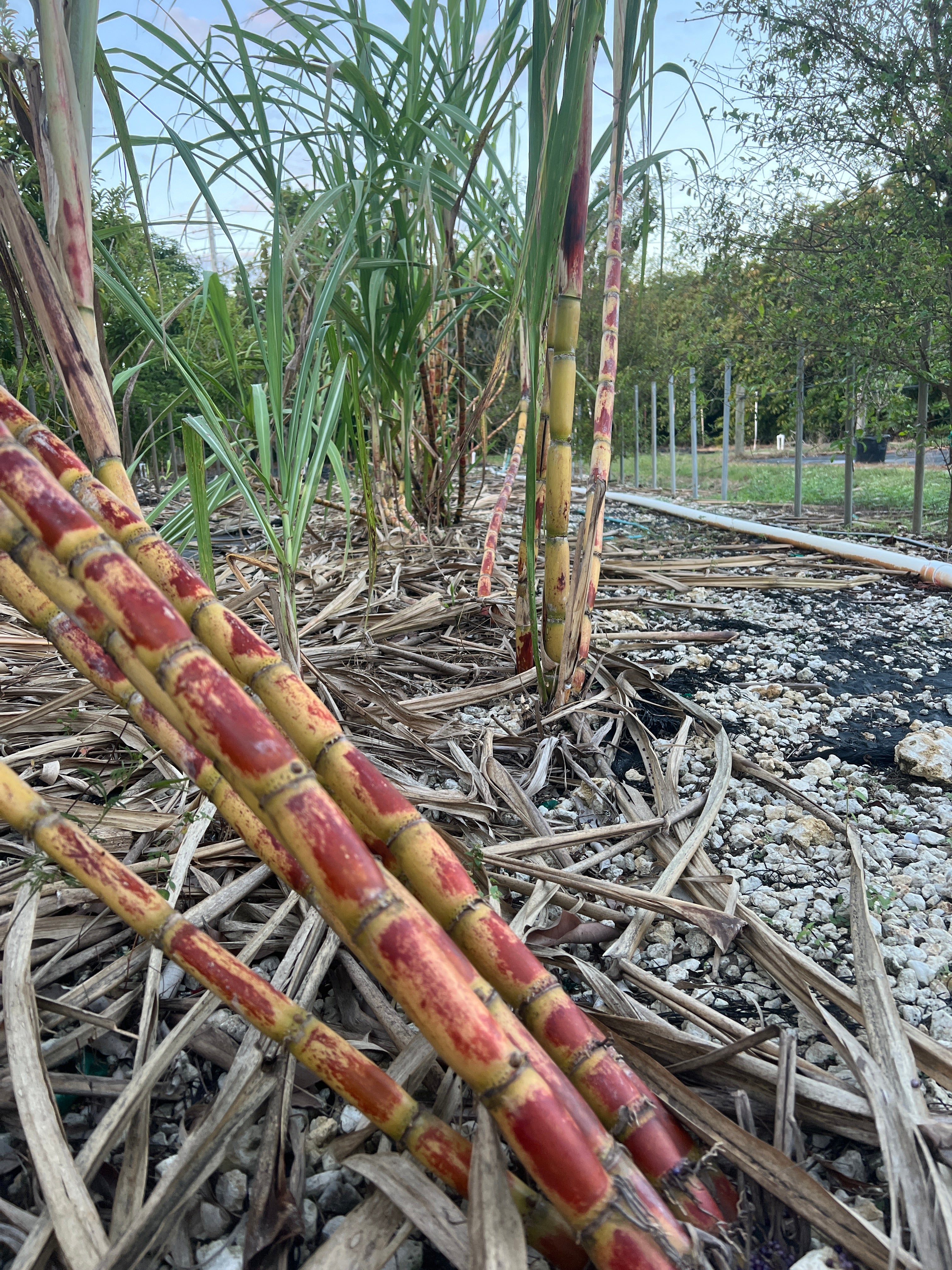 sugarcane plant indoor Sugarcane 1 Gallon Pot (3 Varieties) – Lara Farms Miami