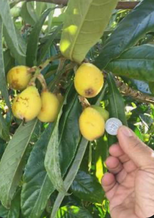 Container Loquat Grafted Loquat 1 gallon Container – Lara Farms Miami