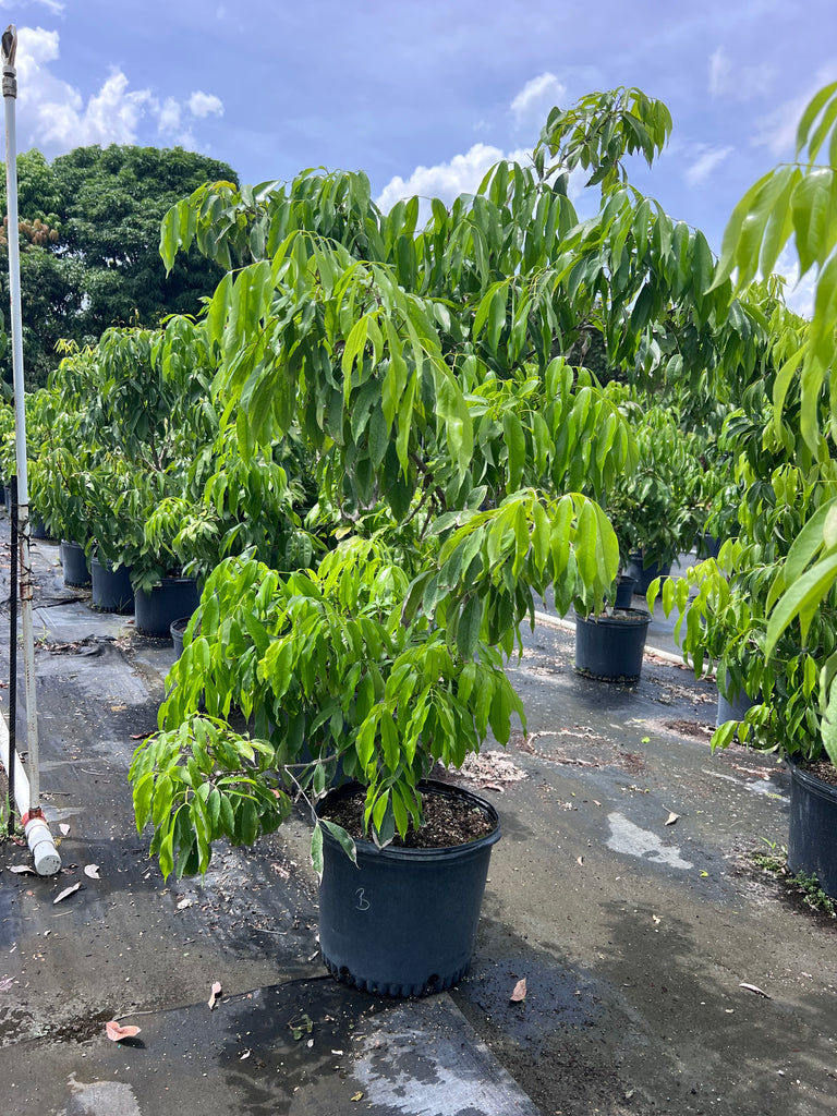 Lychee 7 Gallon Pot – Lara Farms Miami