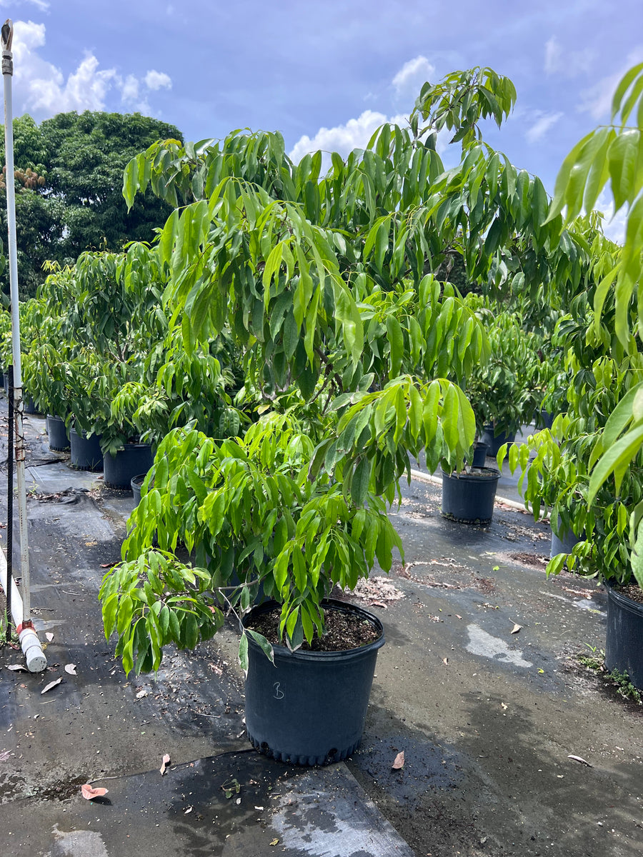 Lychee 7 Gallon Pot – Lara Farms Miami