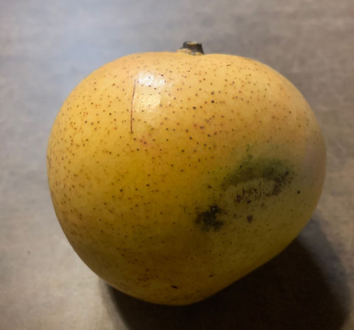*Grafted MANGO TREE 1 GALLON (70+ VARIETIES WOW!)