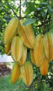 Sweet Fresh Carambola Fruit 5 pound Box (Unfortunately Carambola fruit is on California's do not ship from Florida list)