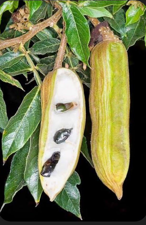 Ice Cream Bean aka Guama Airlayer 1 Gallon Pot (Machete type)