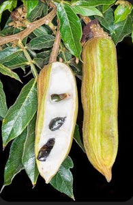 Ice Cream Bean aka Guama Airlayer 1 Gallon Pot (Machete type)