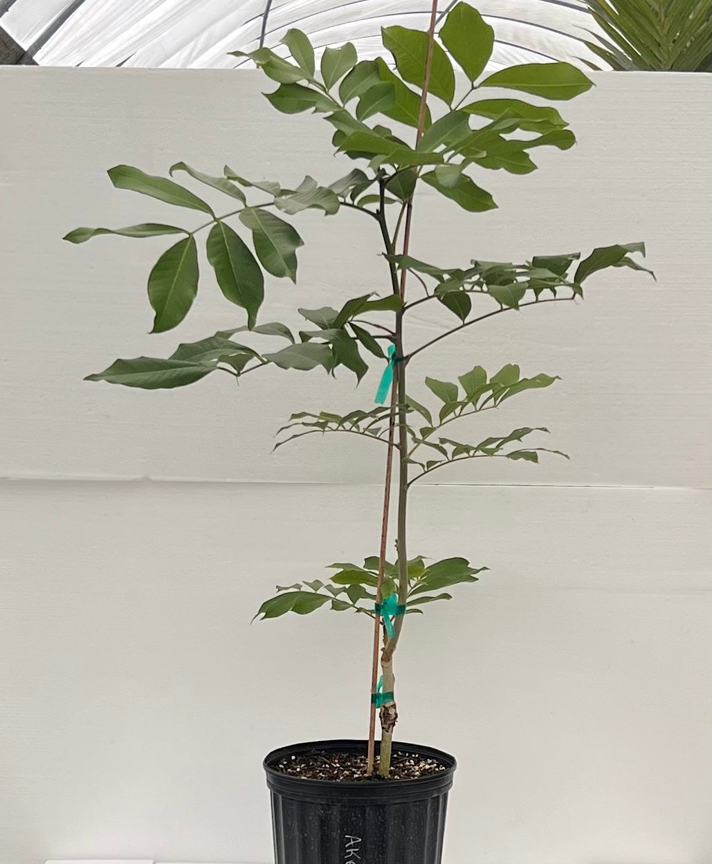 Grafted Akee 3 Gallon Pot