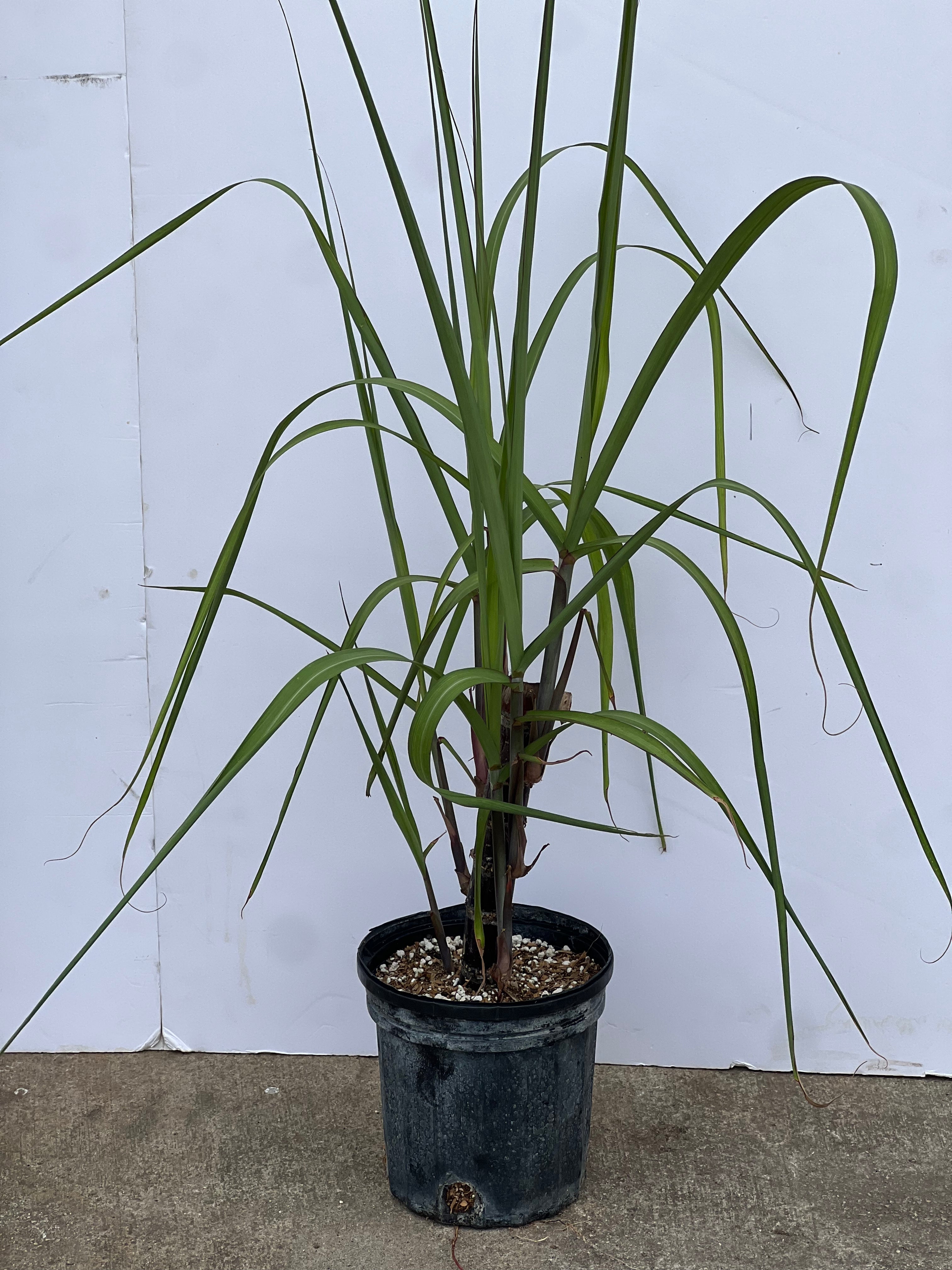 sugarcane plant indoor Sugarcane 1 Gallon Pot (3 Varieties) – Lara Farms Miami