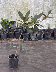 Grafted Loquat 1G Container