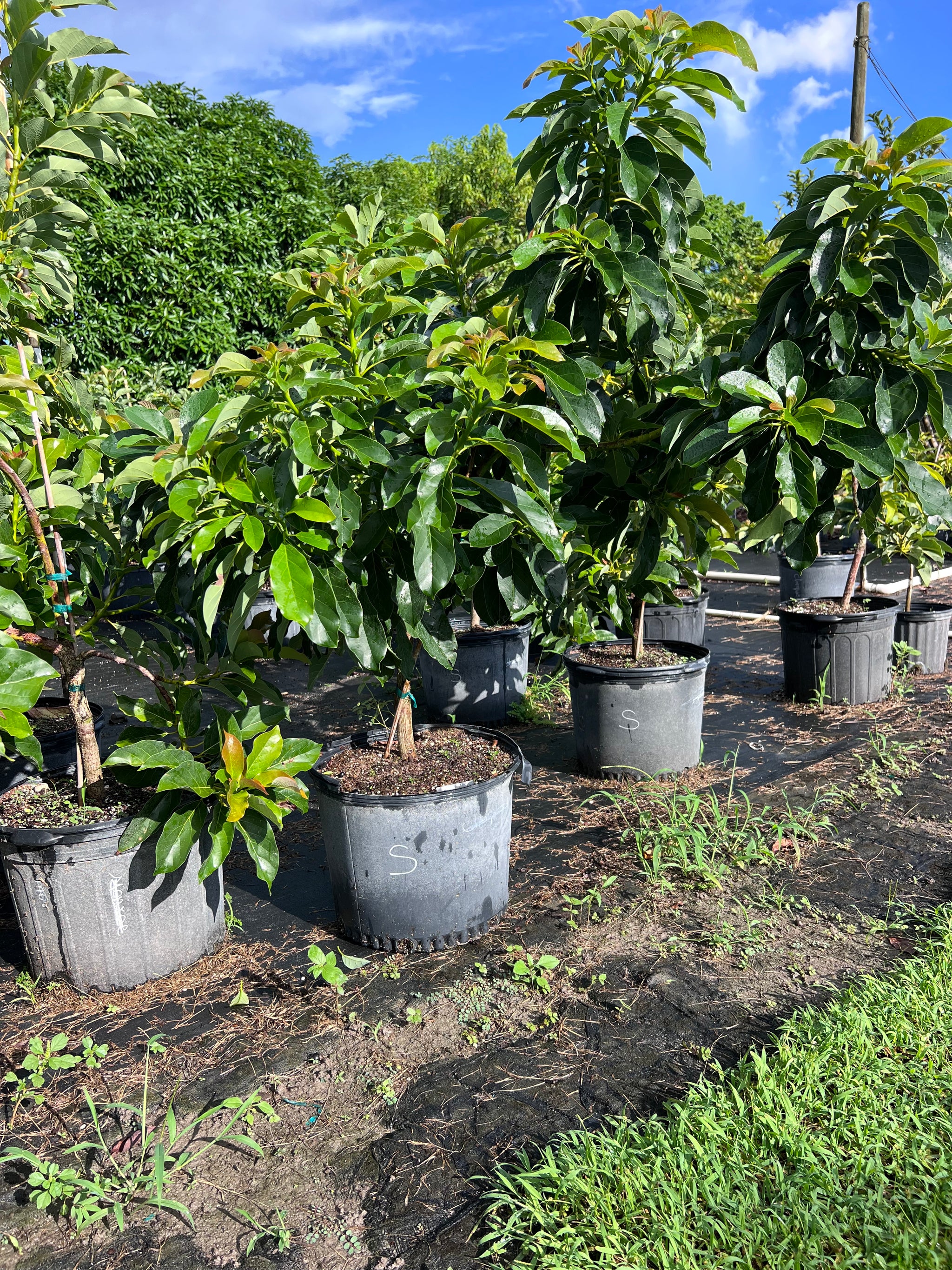 25%OFF☆マトリョーシカ『Little Gardeners』エレナ Tropical Friut Trees in 7 gallon Container – Lara Farms Miami
