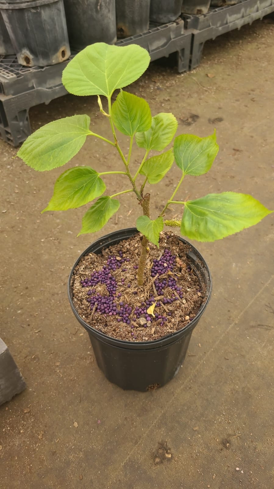 mulberry plant in pot Mulberry (Cutting) 1 Gallon Pot – Lara Farms Miami