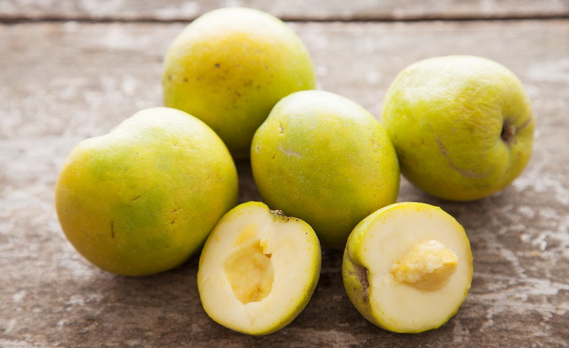 White Sapote Fruit Redland cv. 5 lbs (Unfortunately White Sapote Fruit is on California’s Do not ship from Florida list)