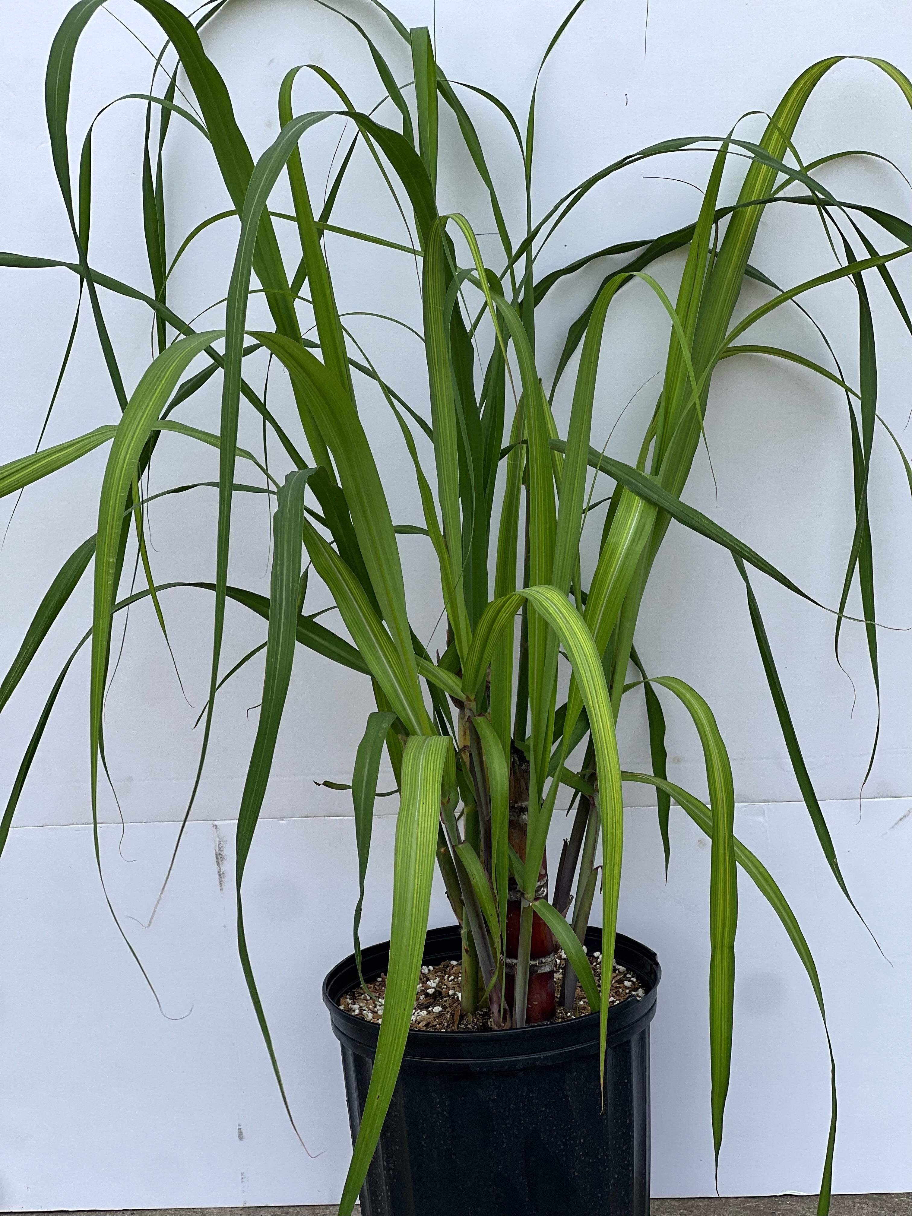 sugar cane indoor plant Sugarcane 3 Gallon Pot (Two Varieties of Sugarcane, Regular Crystalina – Lara Farms Miami