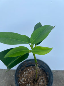 Grafted Seashore Mangosteen Tree 1 Gallon Pot