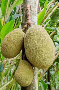 Jakfruit Whole Fruit