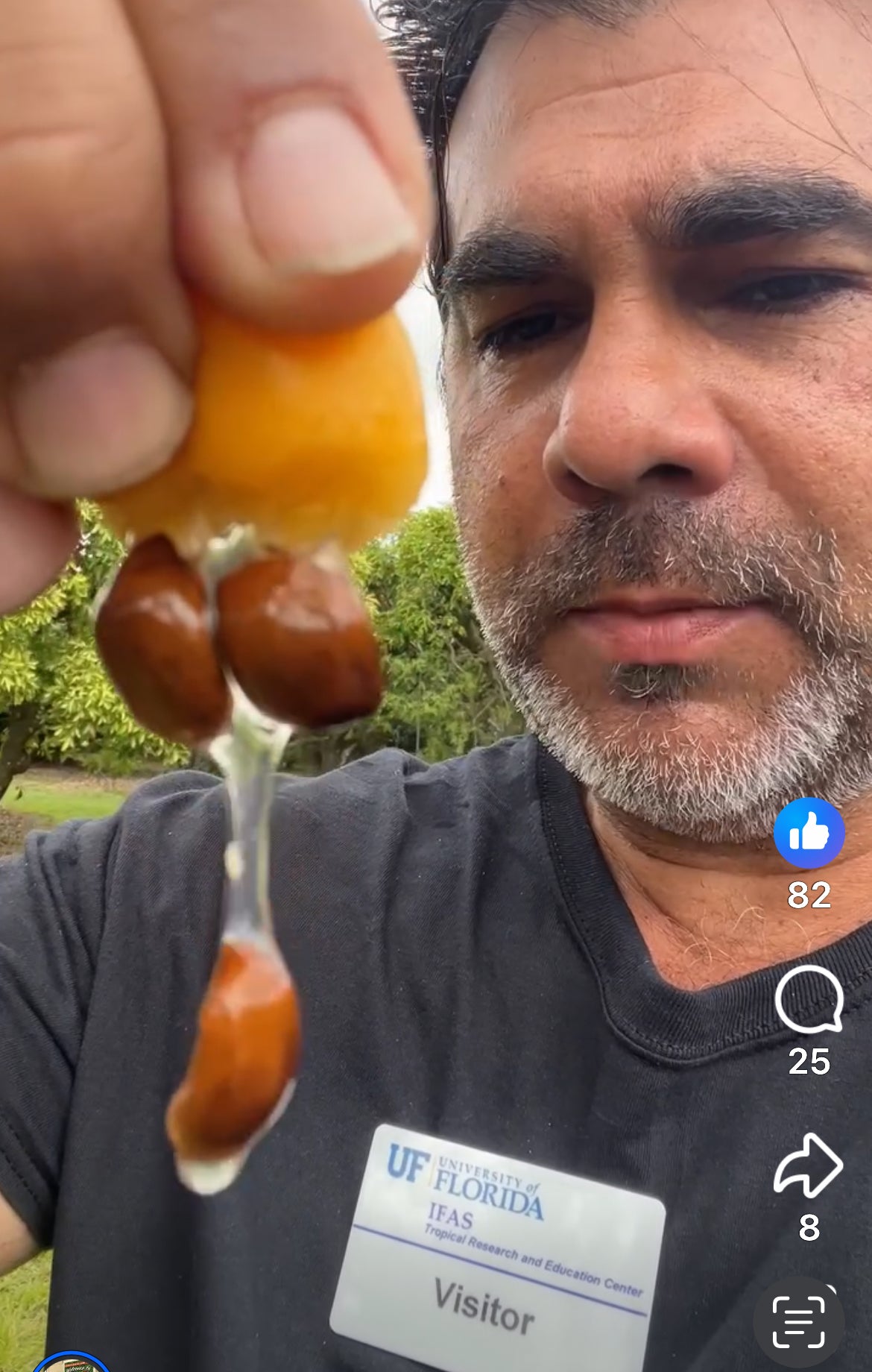 Container Loquat Grafted Loquat 1 gallon Container – Lara Farms Miami