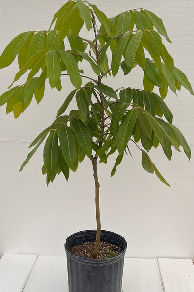 longan tree live plant in a 10 inch growers pot Longan Airlayer 3 Gallon Pot – Lara Farms Miami