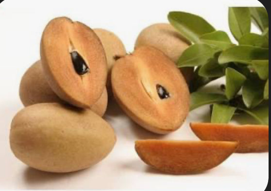 Grafted Sapodilla aka Nispero 3 Gallon Pot
