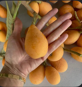 Grafted Loquat 1 gallon Container – Lara Farms Miami