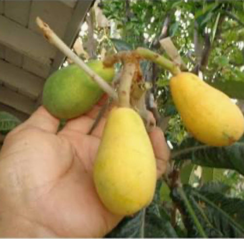 Container Loquat Grafted Loquat 1 gallon Container – Lara Farms Miami
