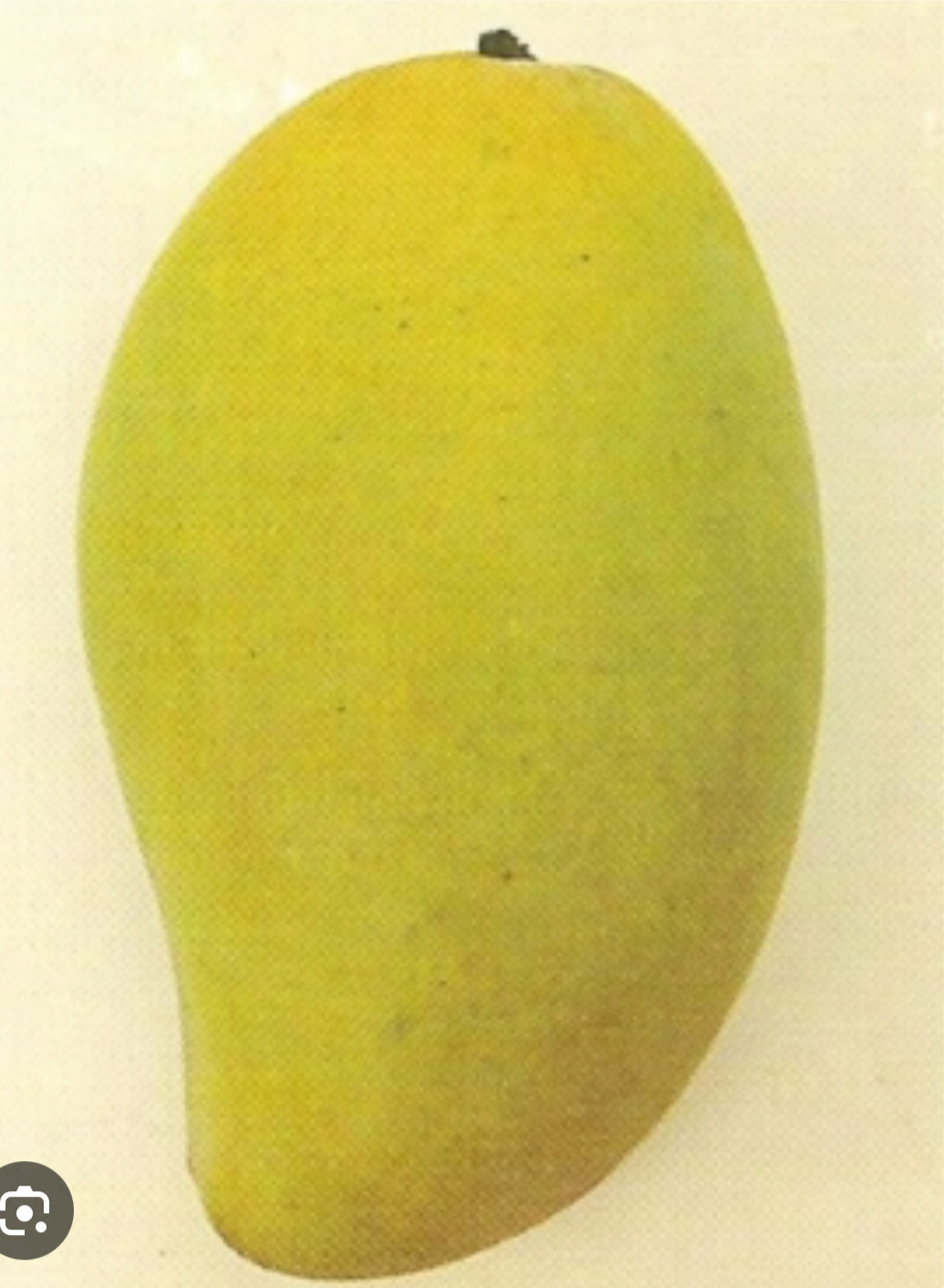 Mango Fruit Boxes 6 lbs or 11 lbs (For May - July) (Unfortunately Mango fruit is on California's do not ship from Florida list)
