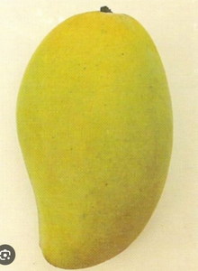 Mango Fruit Boxes 6 lbs or 11 lbs (For May - July) (Unfortunately Mango fruit is on California's do not ship from Florida list)