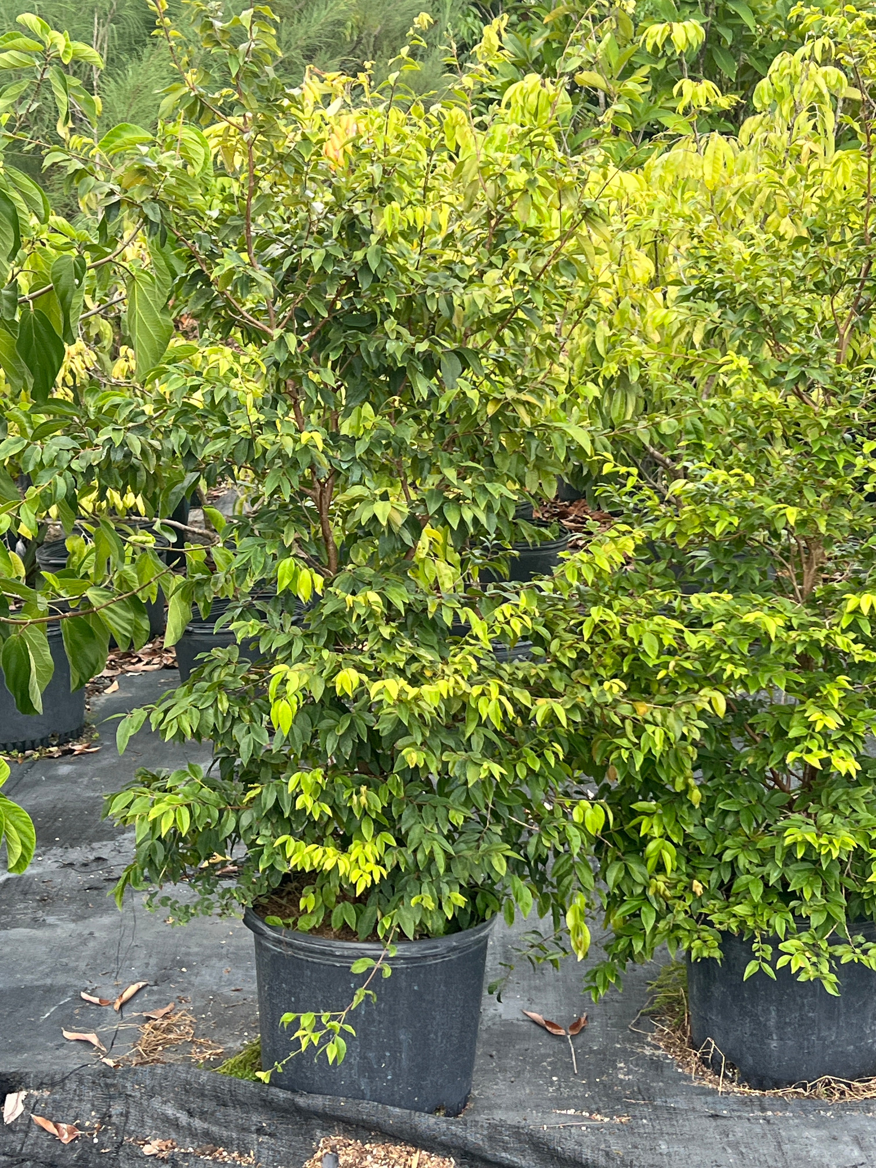 Jaboticaba Sabara