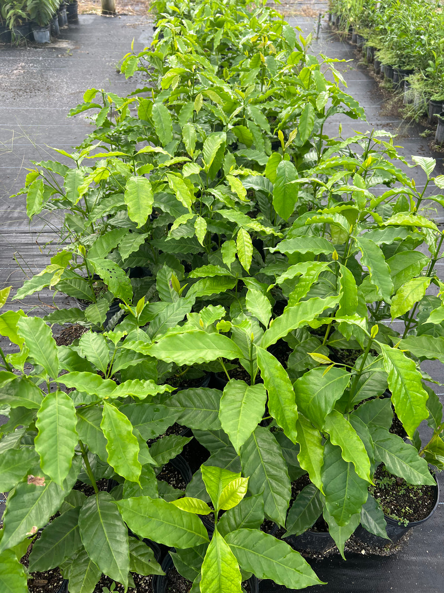 Coffee Tree Seedling (Coffea arabica) 1 Gallon Pot Lara Farms Miami