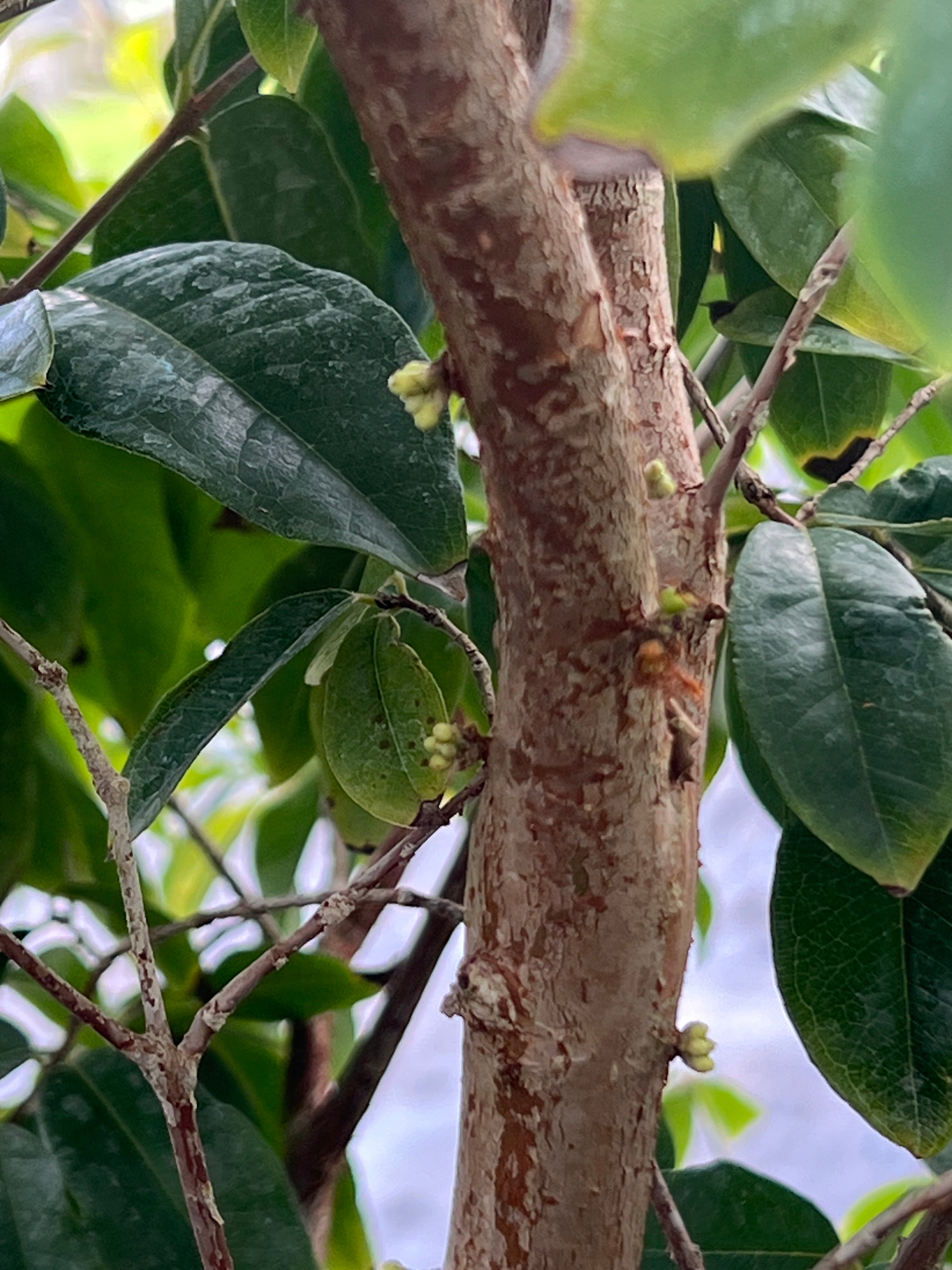 Jaboticaba Sabara