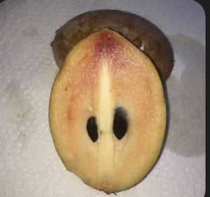 Grafted Sapodilla aka Nispero 3 Gallon Pot