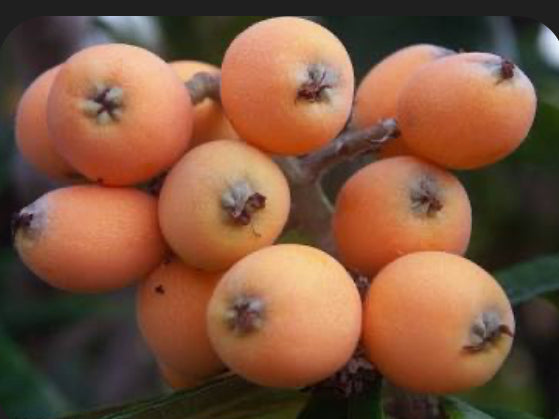 Container Loquat Grafted Loquat 1 gallon Container – Lara Farms Miami