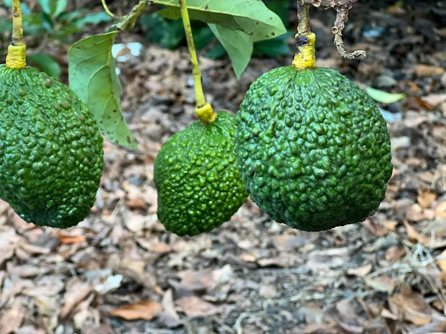 Avocado Fruit from our famous collection (Unfortunately Avocado fruit is on California's do not ship from Florida list)