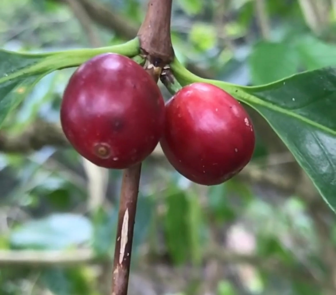 Coffee Tree Seedling (Coffea arabica) 1 Gallon Pot
