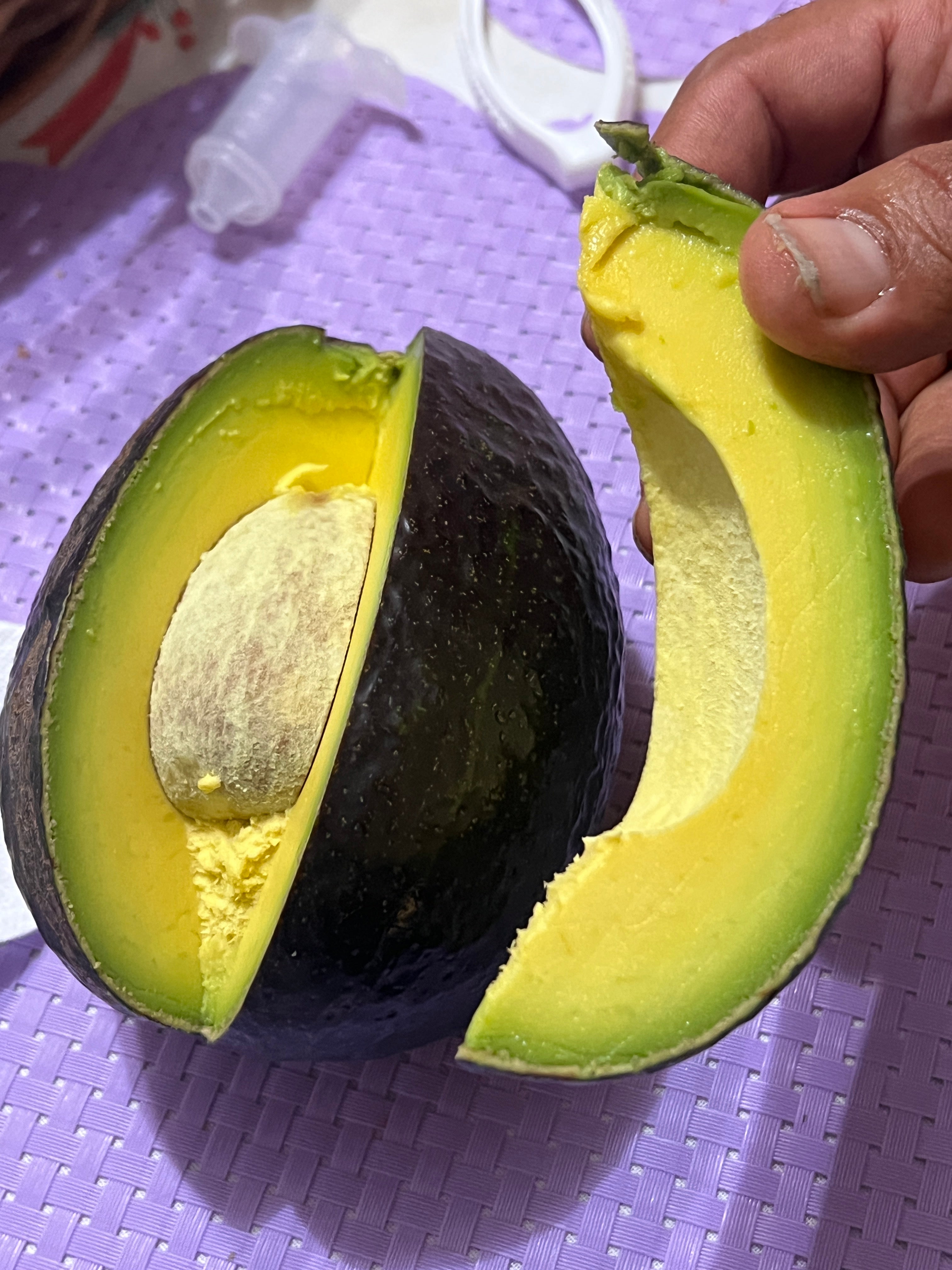 Grafted Avocado Tree 3 Gallon (13 Varieties)
