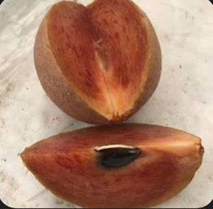 Grafted Sapodilla aka Nispero 3 Gallon Pot