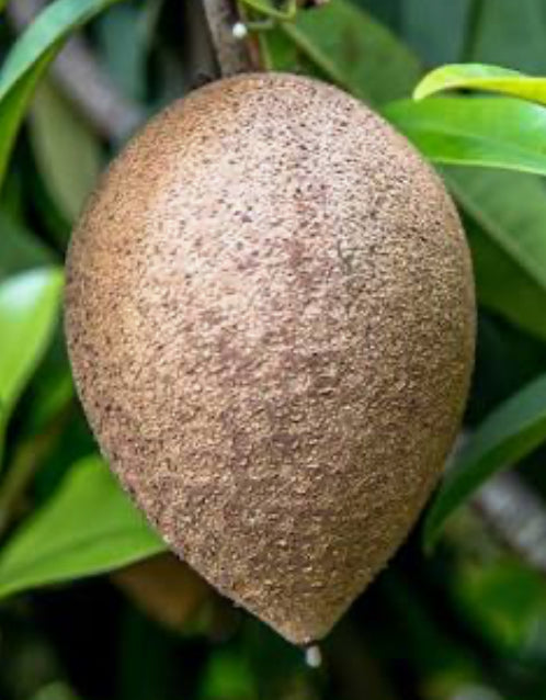 Grafted Sapodilla aka Nispero 3 Gallon Pot