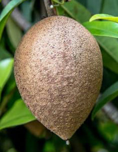 Grafted Sapodilla aka Nispero 3 Gallon Pot