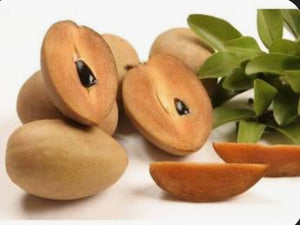 Grafted Sapodilla aka Nispero 3 Gallon Pot
